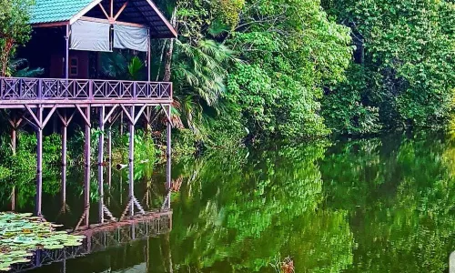 Rainforest Discovery Centre (RDC)
