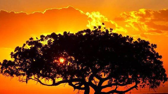 Parc national d'Arusha