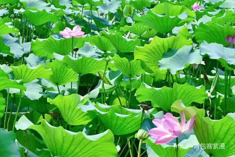 소연장(샤오롄좡)