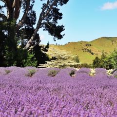Lauren's Lavender Farm張用戶圖片