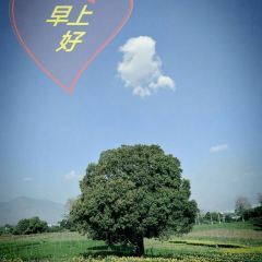 元江县依江风庄园 User Photo