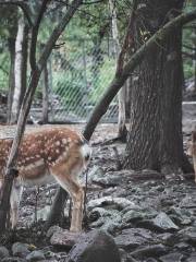 野生動物園