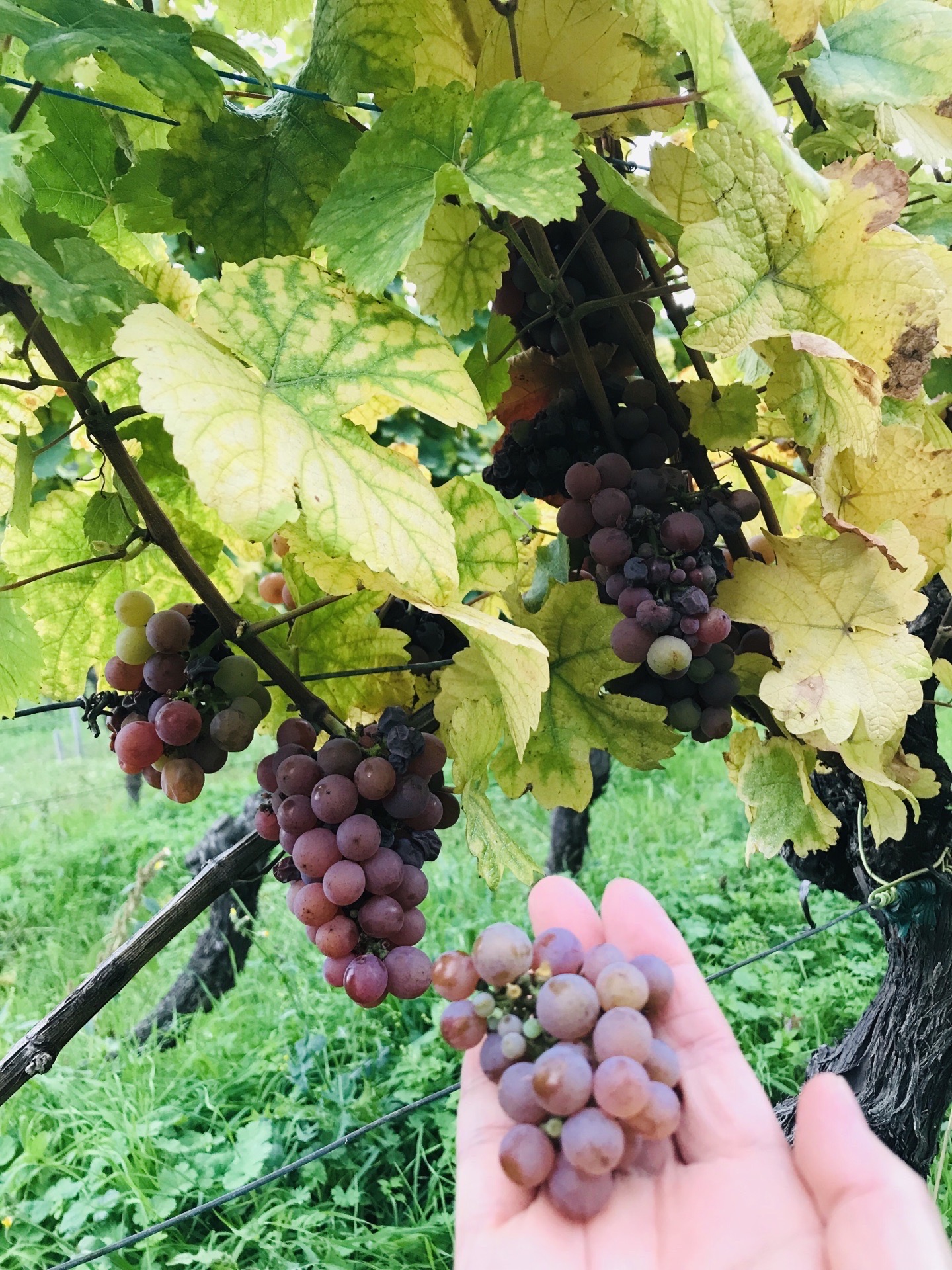 Domaine Joseph Gruss Son Fine Wines Of Alsace Domaine Joseph Gruss & Son (Fine Wines of Alsace) attraction reviews - Domaine  Joseph Gruss & Son (Fine Wines of Alsace) tickets - Domaine Joseph Gruss &  Son (Fine Wines of Alsace)