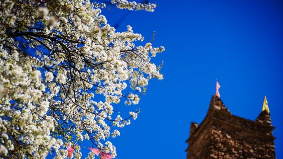 Pear Blossom Viewing in Danba