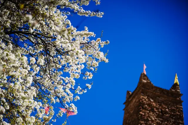 Pear Blossom Viewing in Danba