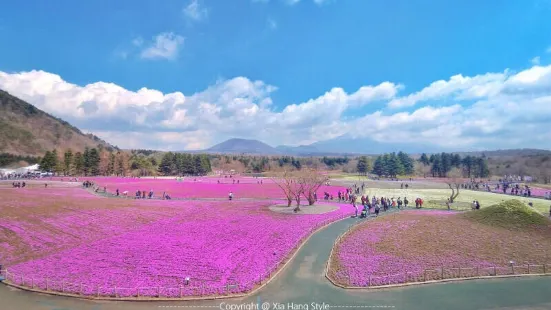 富士芝櫻祭