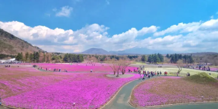 富士芝櫻祭