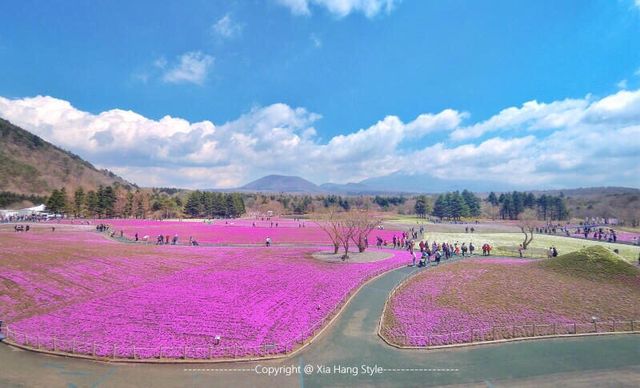 富士芝櫻祭 | 富士河口湖町