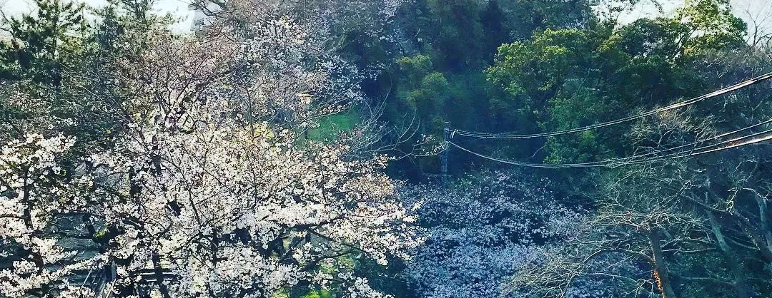 봄꽃 명소