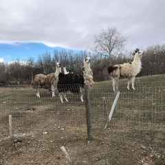 JOEY Chinook User Photo
