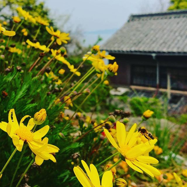 高見島