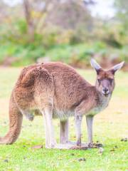 Yanchep National Park