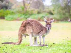 Yanchep National Park