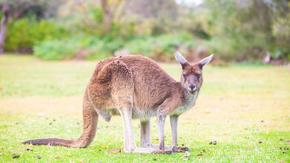 Yanchep National Park