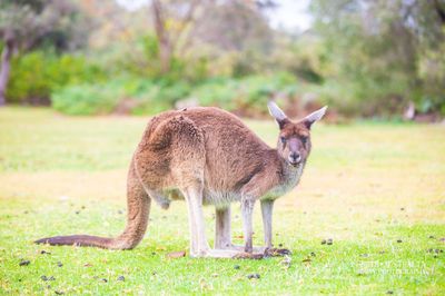 Yanchep National Park