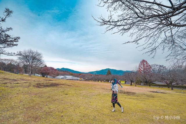 이카호 그린 목장