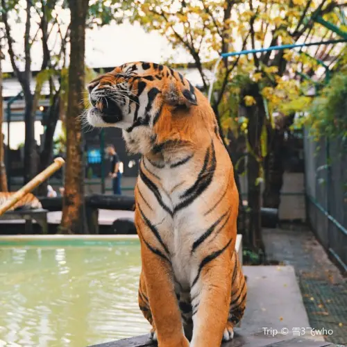 清邁老虎園