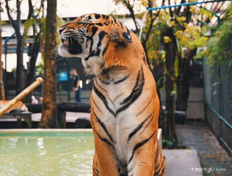 清邁老虎園