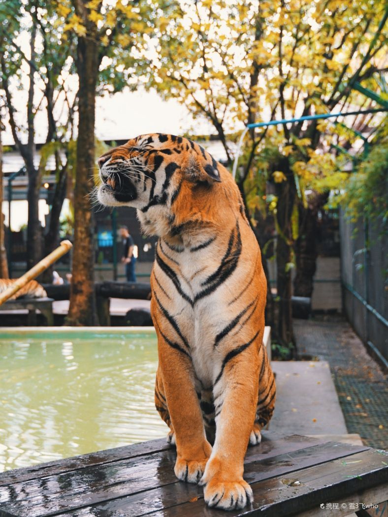 Tiger Kingdom