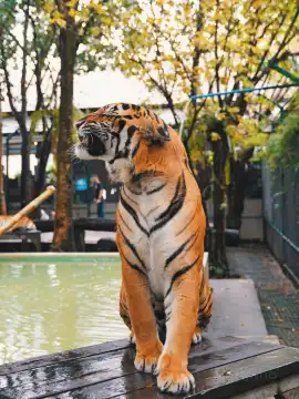 Tiger Kingdom