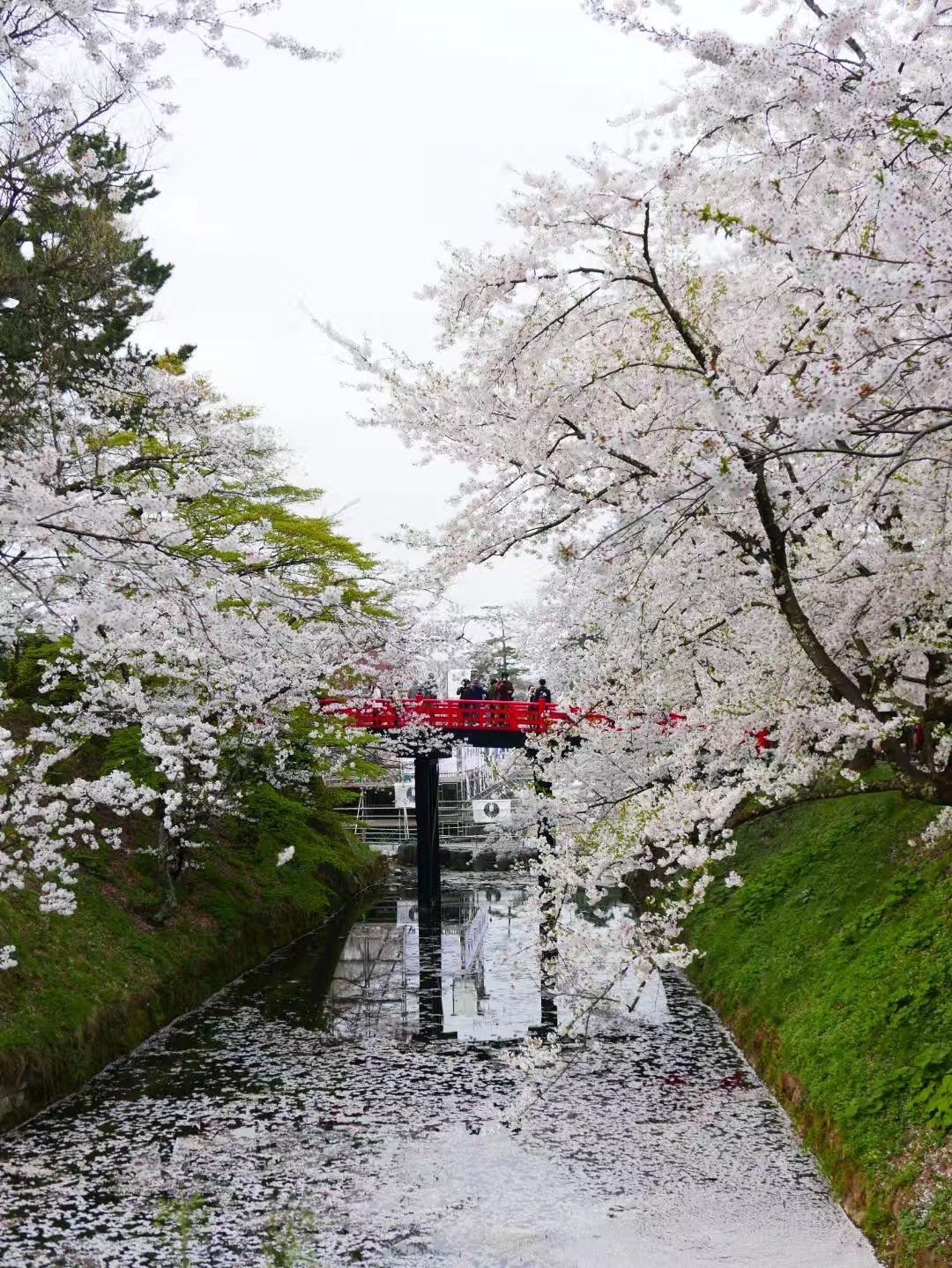青森弘前城看櫻花花筏 弘前公園的周圍被護城河圍住大半 園 Trip Com 弘前市trip Moments 貼文