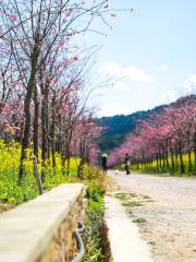 磨盤山國家森林公園