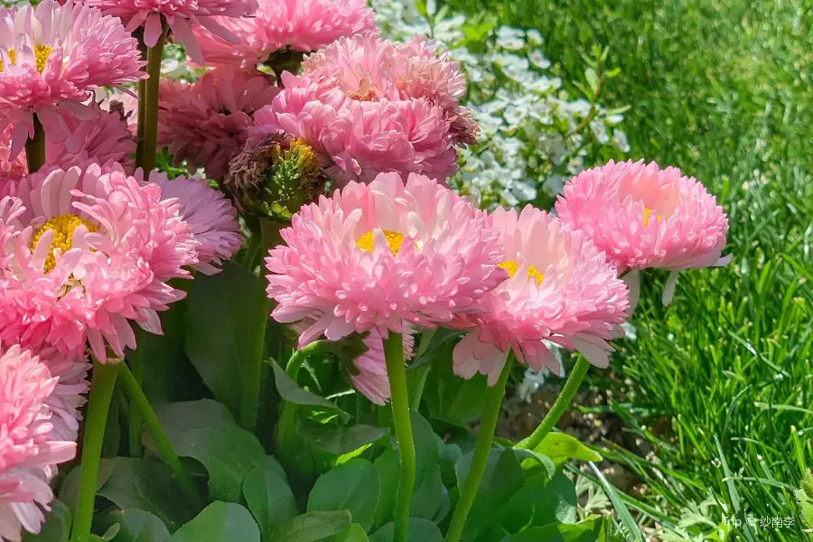 아오시마 미야코 식물원