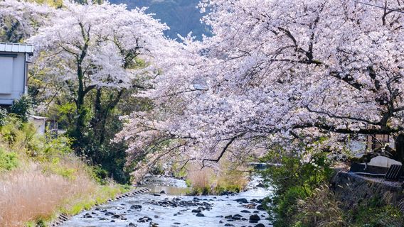 Izukogen cherry trees