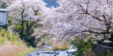 伊豆高原櫻花通道