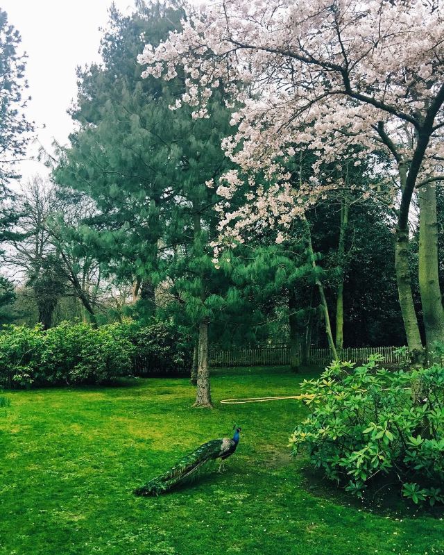 Kyoto Garden