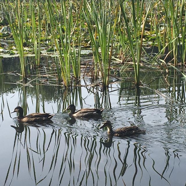 Lake Te Koutu