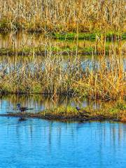 Laurier Woods Conservation Area