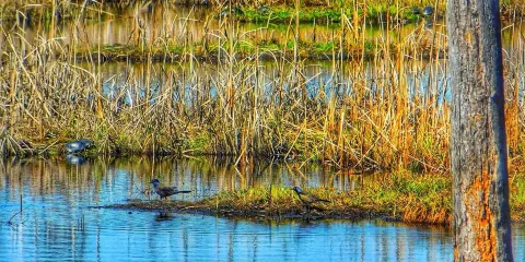 Laurier Woods Conservation Area