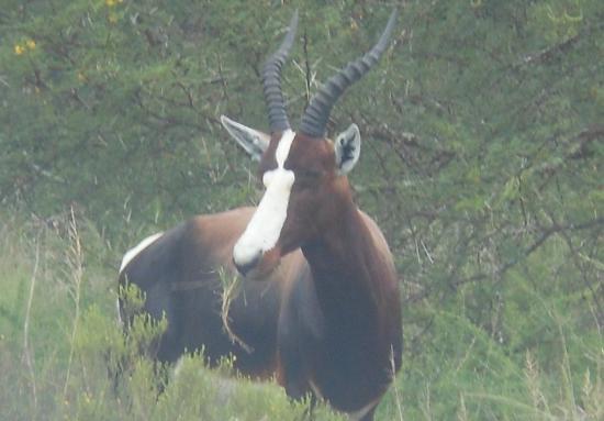 Bontebok National Park attraction reviews - Bontebok National Park tickets - Bontebok National Park discounts - Bontebok National Park transportation, address, opening hours - attractions, hotels, and food near Bontebok National Park Bontebok National Park attraction reviews - Bontebok National Park tickets - Bontebok National Park discounts - Bontebok National Park transportation, address, opening hours - attractions, hotels, and food near Bontebok National Park