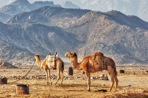 Camel Riding in Hurghada