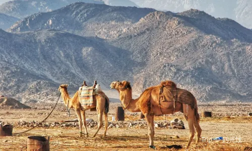 Camel Riding in Hurghada