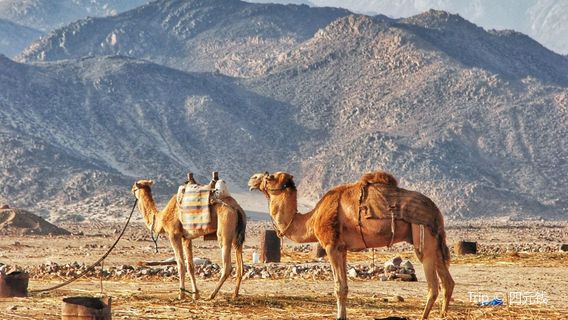Camel Riding in Hurghada