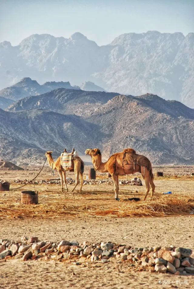 赫爾格達騎駱駝
