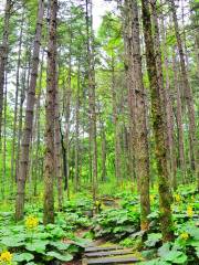 Forest Oxygen Bar Tourist Area, Baiyun Mountain