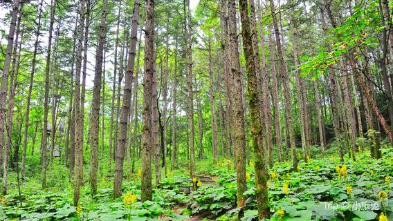 Forest Oxygen Bar Tourist Area, Baiyun Mountain