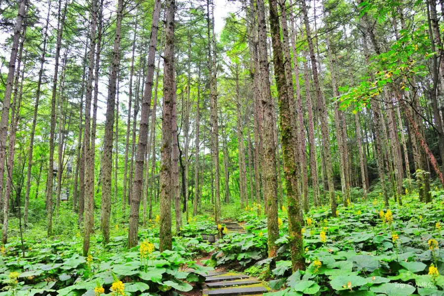 Forest Oxygen Bar Tourist Area, Baiyun Mountain