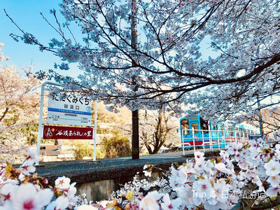 春櫻滿開 花見最美鐵道 岐阜樽見鐵道在岐阜縣西濃區域行駛的 Trip Com 岐阜縣trip Moments 貼文 春櫻滿開 花見最美鐵道 岐阜樽見鐵道在岐阜縣西濃區域行駛的 Trip Com 岐阜縣trip Moments 貼文