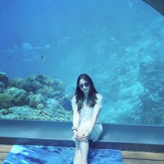 5.8 Undersea Restaurant張用戶圖片
