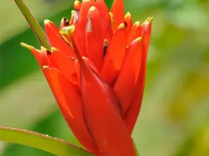 中科院西雙版納熱帶植物園