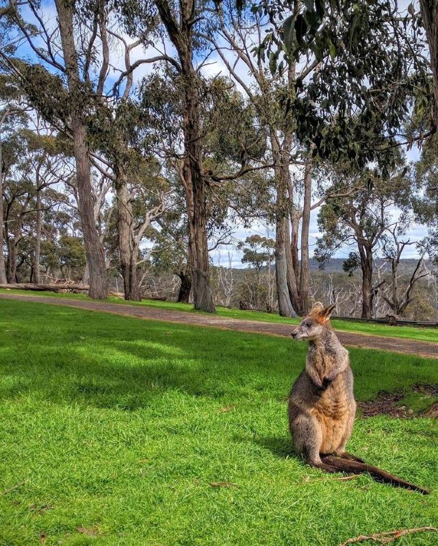 Cleland Conservation Park