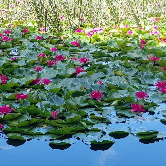 Lake Te Koutu
