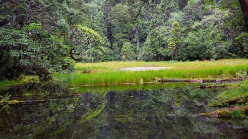 Caohaizi Forest