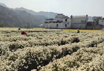 舌尖上的中国毛豆腐拍摄点 User Photo