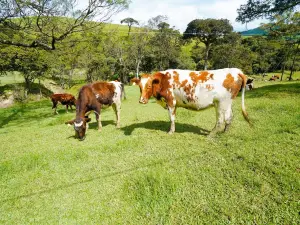 New Zealand Farm