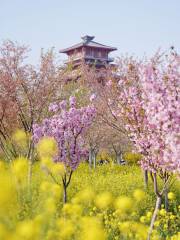 Bisha Hillock Park